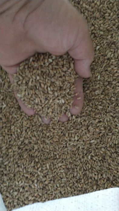 Grau de vânzare 1,1 lei/kg. Orzoaică  de primăvară.Baloții paie grau.