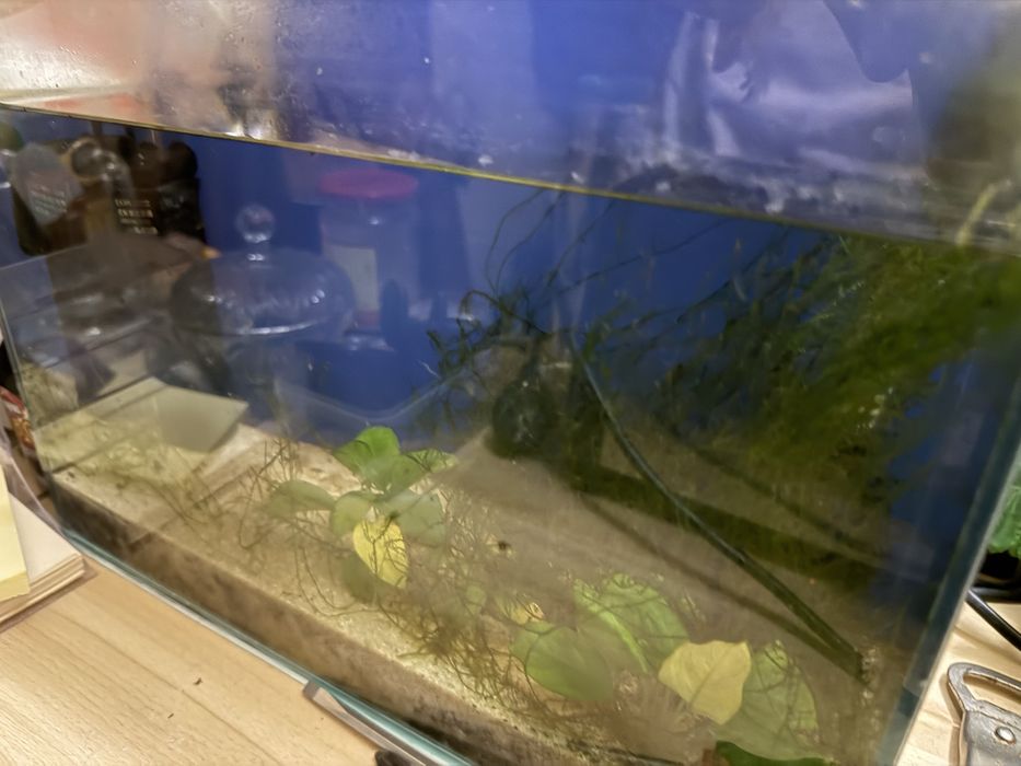 Продавам аквариум 15 литра с всичко вътре