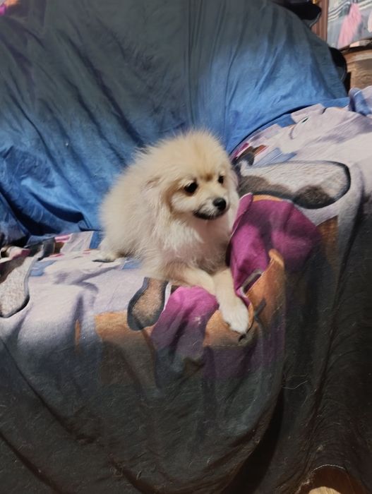 Продам шпица померанского