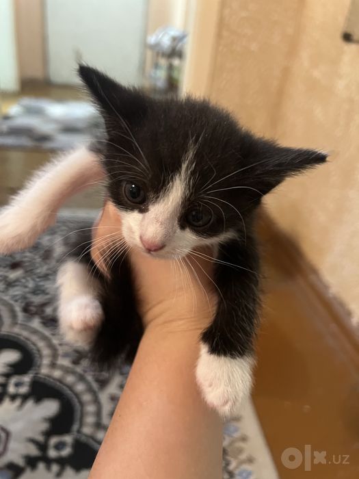Отдам в хорошие руки котята домашние