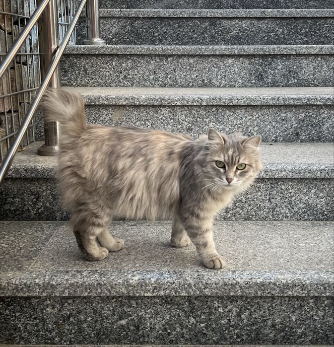 Котенок в ответственные руки