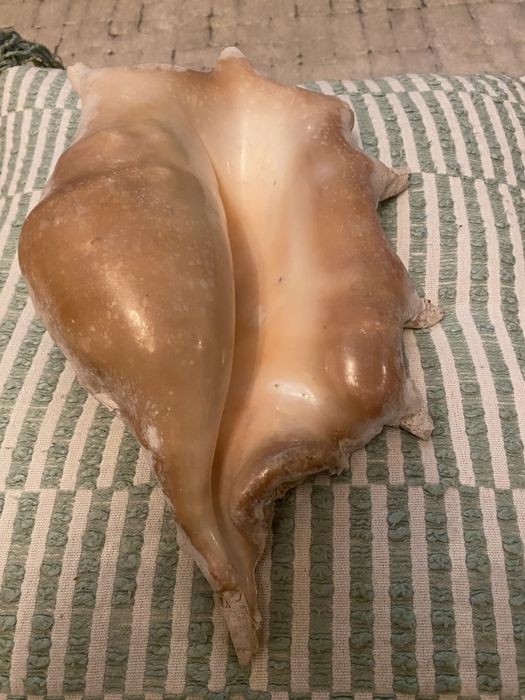 Scoica naturala, mare oceanul Indian