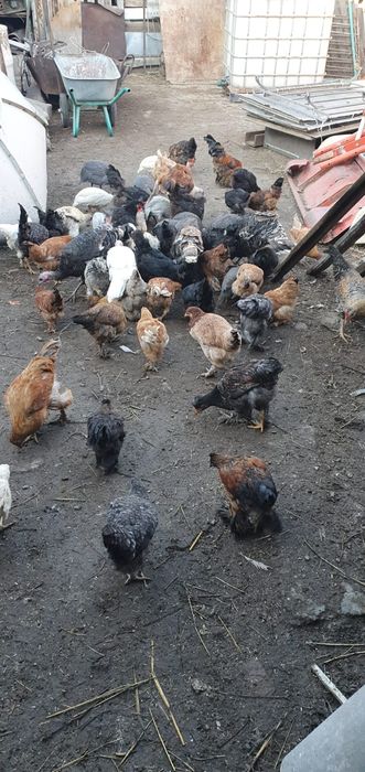 Продам курей разно породные