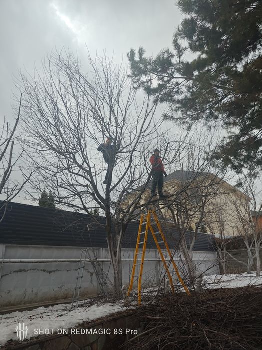 Обрезка плодовых деревьев,обработка сада