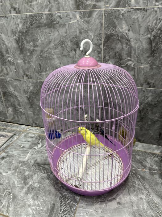 Продам попугаев пара