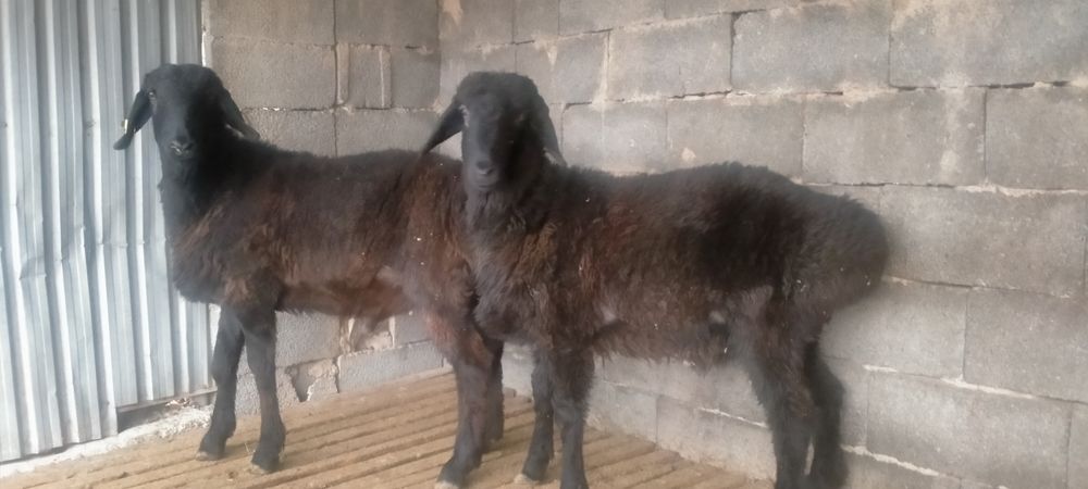 Қошқарлар бар срочно