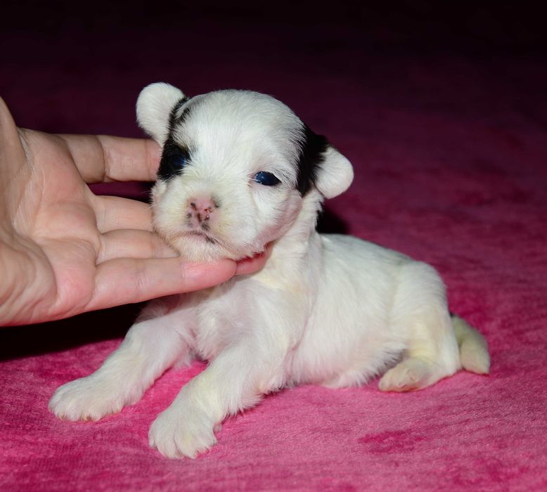 Бивер йоркширский терьер! Роскошные щенки!