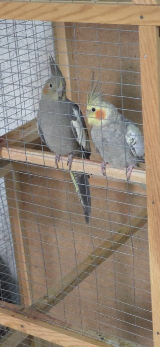 Два попугая корелла