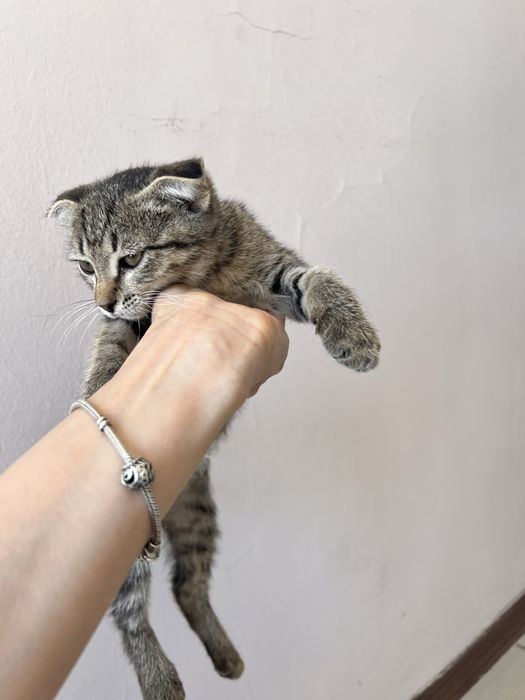 Котенок в добрые руки