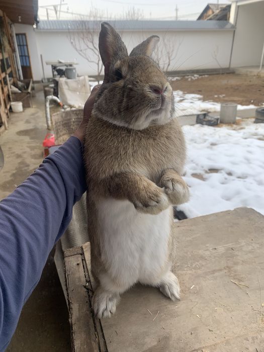 Quyon erkak flandr  кролик самец фландер     Қуйон эркак фландр