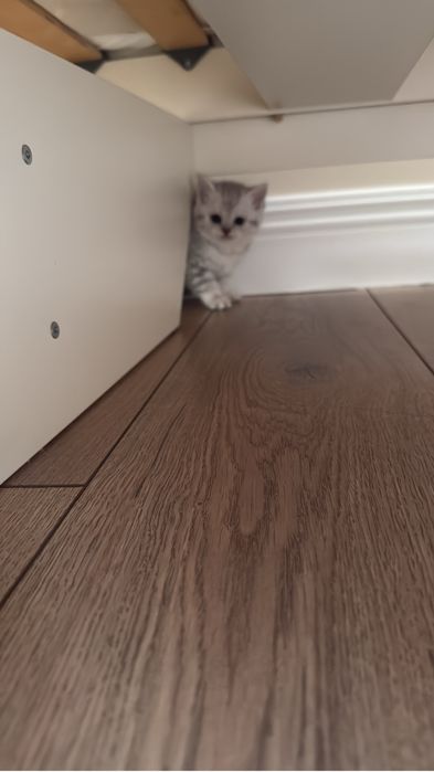 котята родились 5 апреля