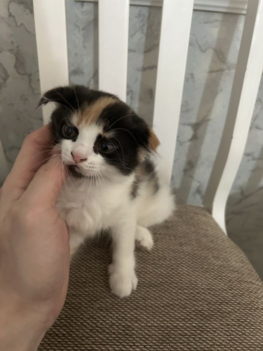 Жақсы адамның қолына сыйға беремін