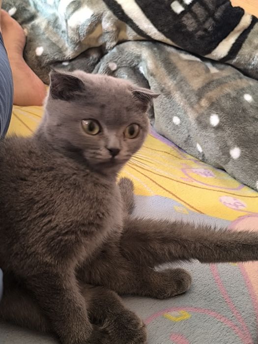 Шотландский фолд и страйт