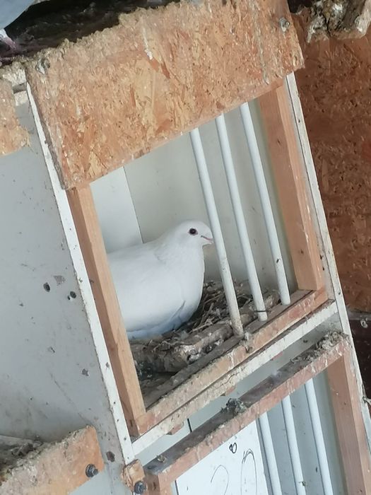 Vând porumbei voiajori