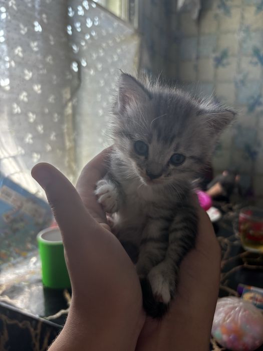 Отдам котенка в добрые руки