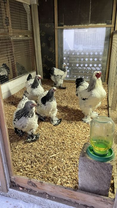 Инкубационные яйца Брама