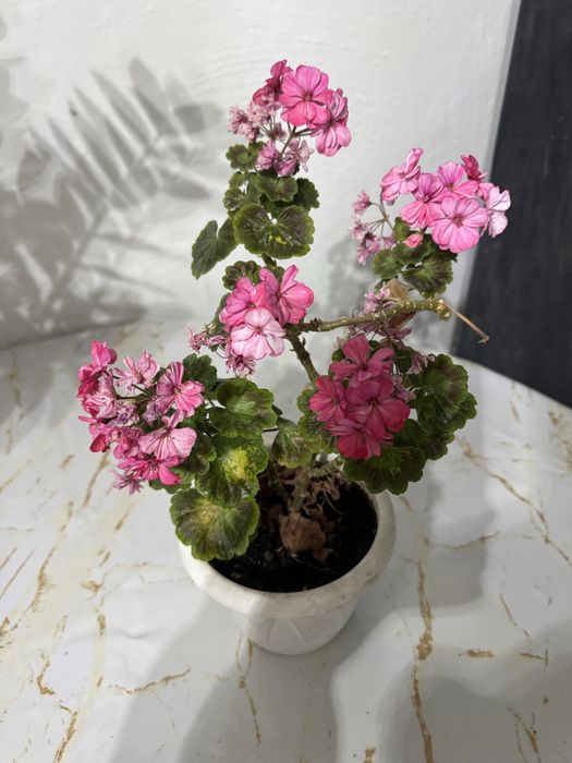 Герань гүлі сатылады