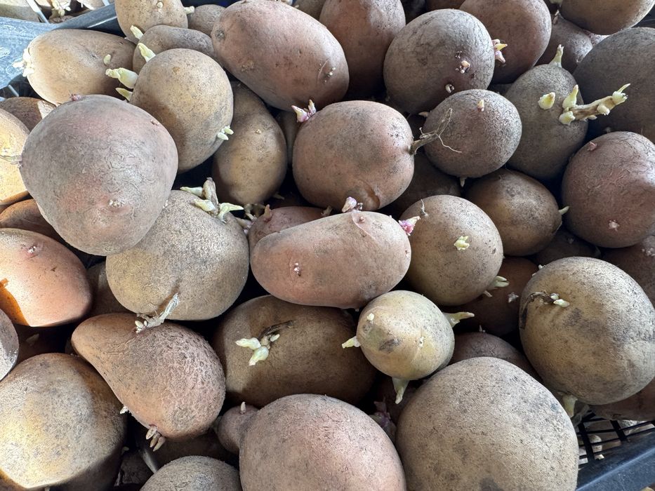 Продам домашний семенной картофель.