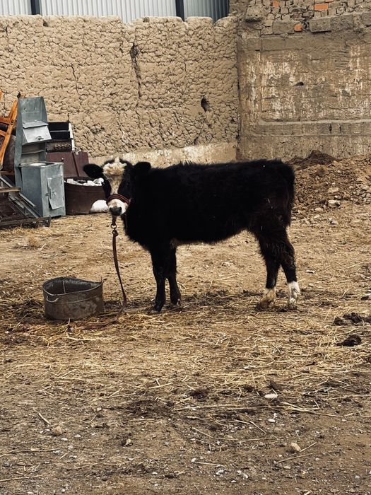 Бузау сатылады урғашы