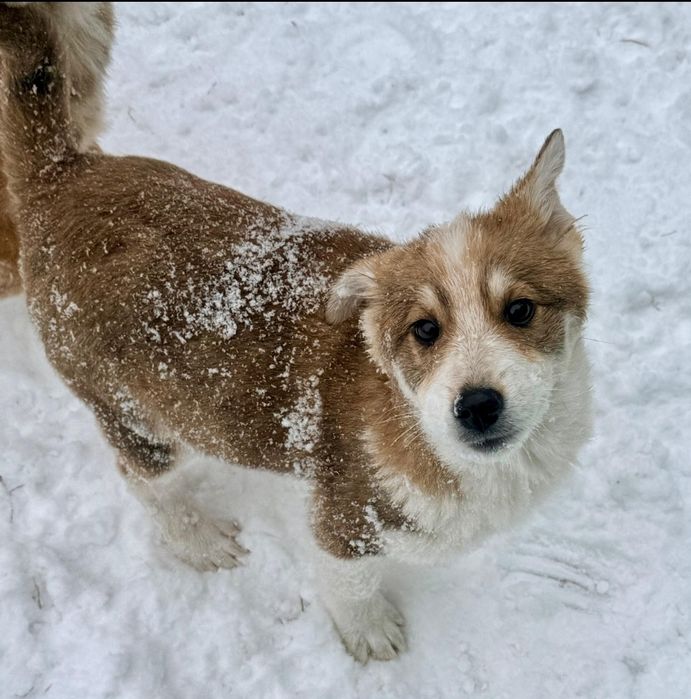 Отдам щенка 3 ,5 месяца