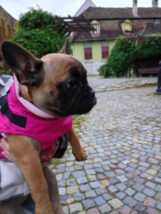 Bulldog francez femela