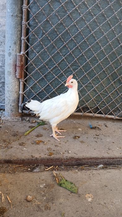 Cocoșei leghorn din 07 martie, italian, ameraucana