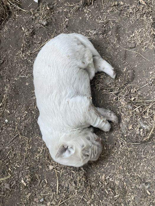 Щенки помесь с Акитой
