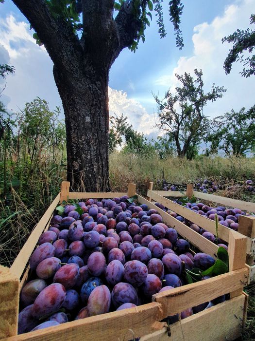 Prune consum, tuica, magiun, compot, coapte si zemoase prahova ploiesti valenii de munte