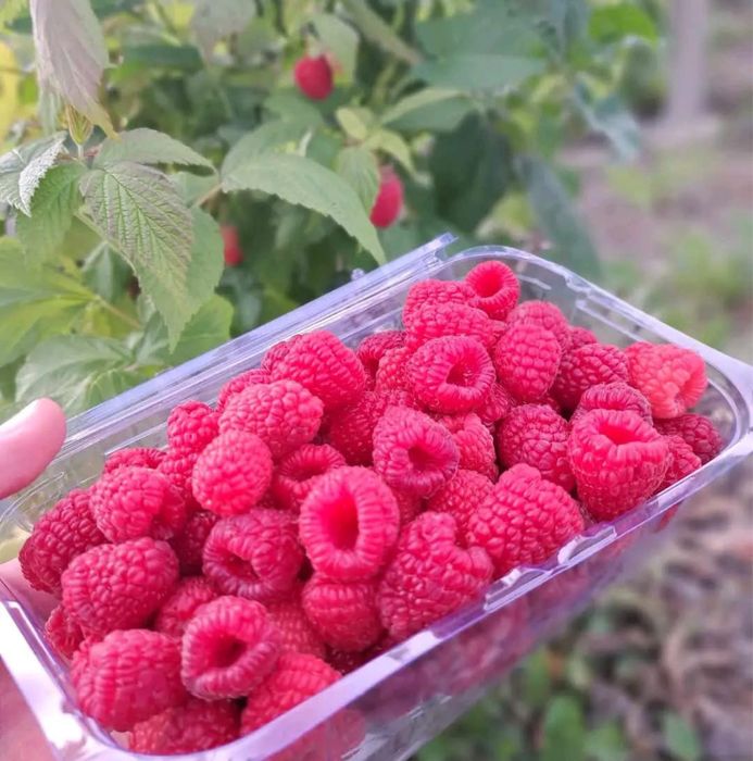 Zmeura bio plantatie proprie
