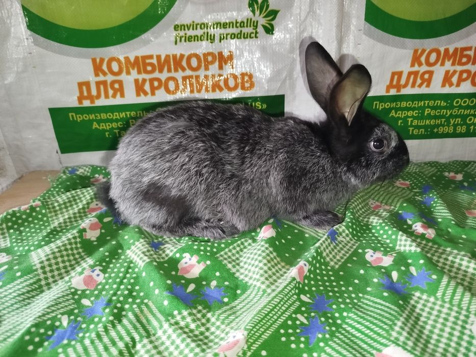 Полтавский серебро