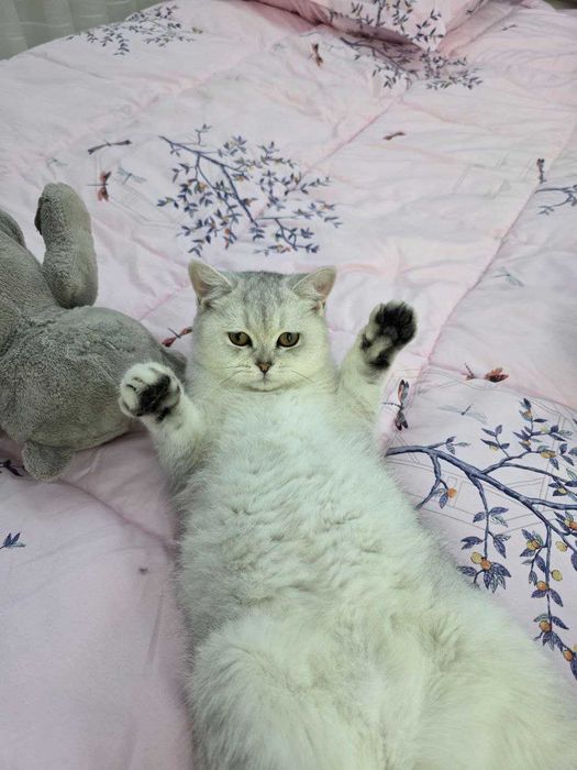 Серебристый Шиншилла продам   доброму хозяину.