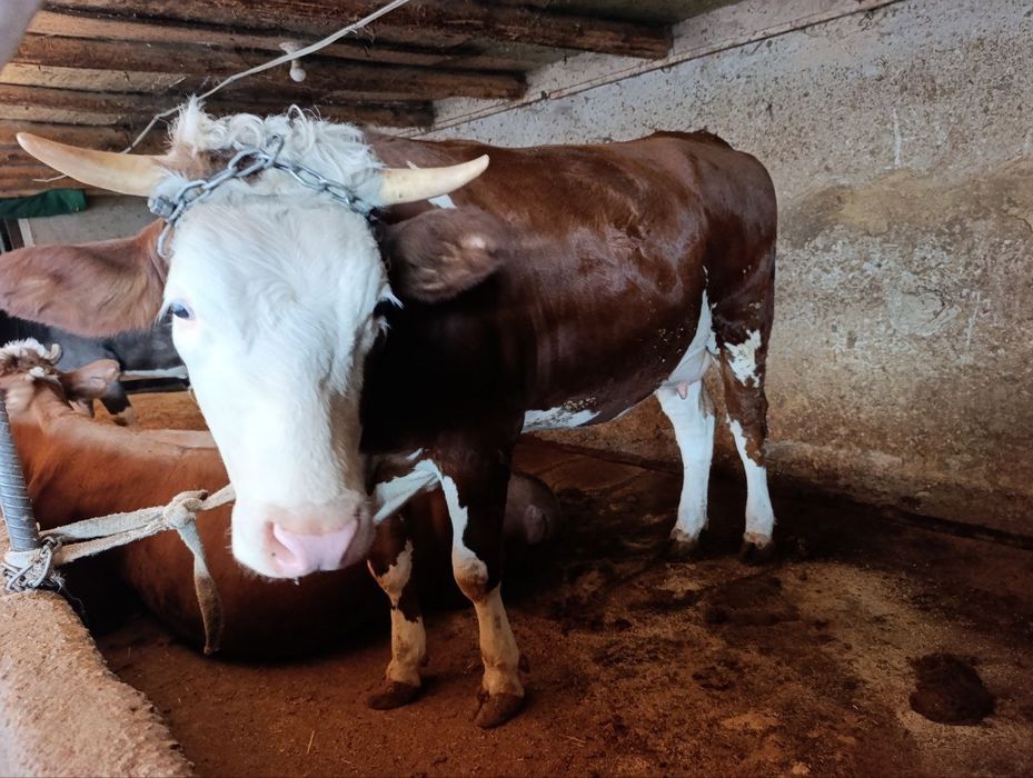 Rus xotini juda kop porno qilishni xohlaydi