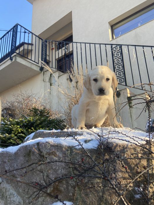 Puiut labrador, femela cu pedigree