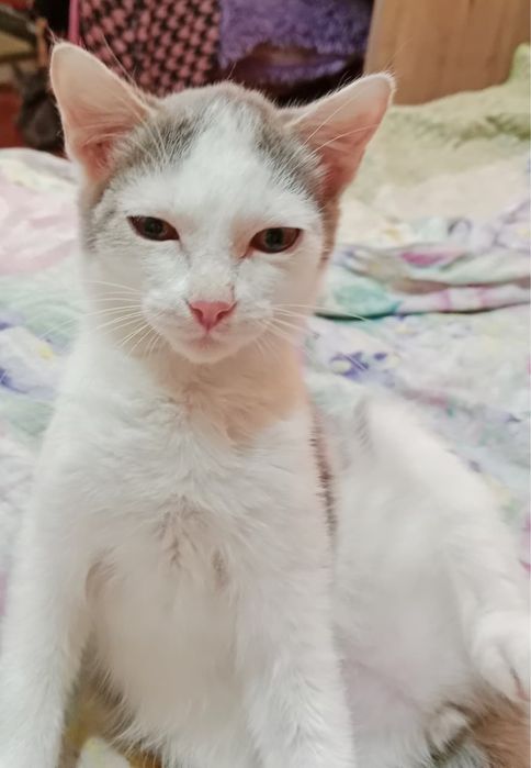 Отдам котенка,девочка 3,5 месяца