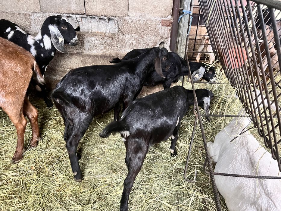 Iedute anglonubian si tapisori rasa pura