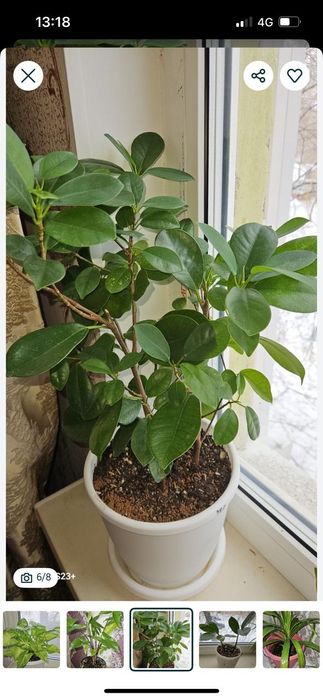 комнатные цветы по 5 тыс