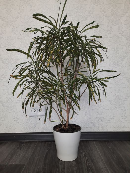 Продам цветы Кротон