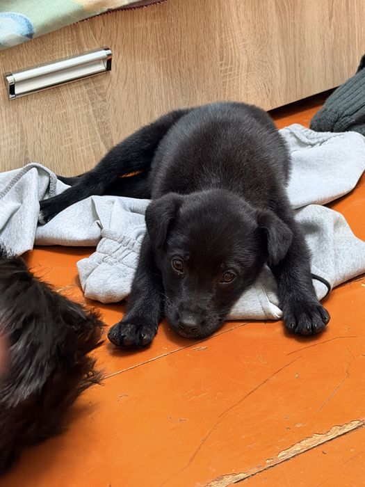 Отдам щенка в добрые руки