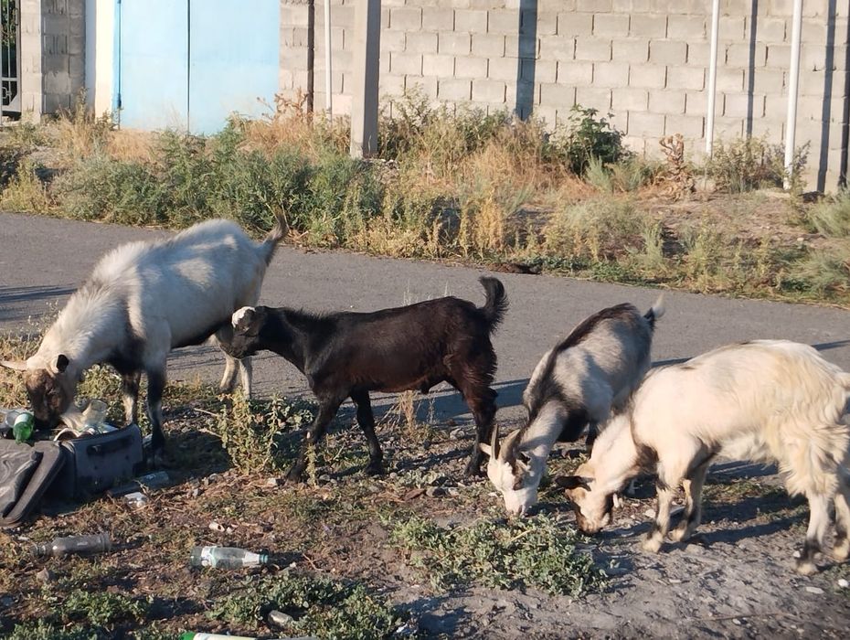 Продается козлики или обмен