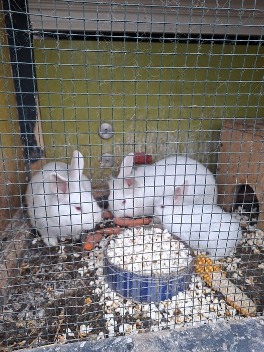 Cușcă pentru iepurași