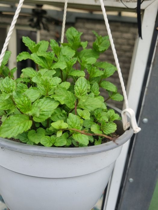 Rozmarin ,menta medicinala aromata izma,menta piperita
