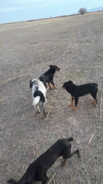 Охотичий иттер сатылады