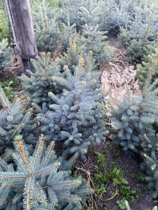 Ель голубая глаука