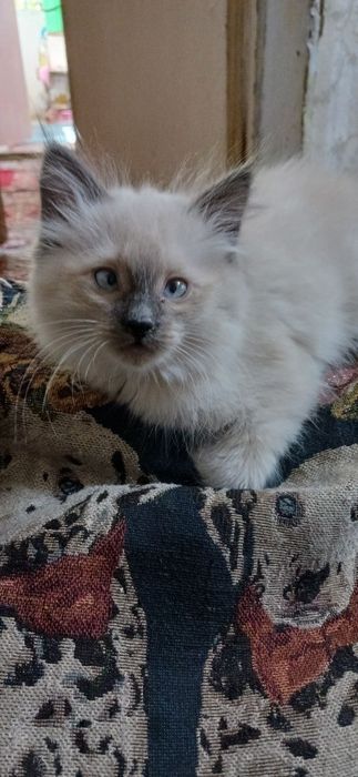 Продаётся сиамский котята