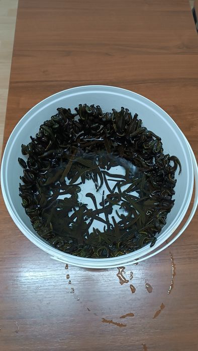 Продам пиявки россия от  550 тенге