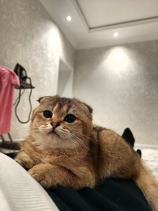 Британский золотой шиншилла