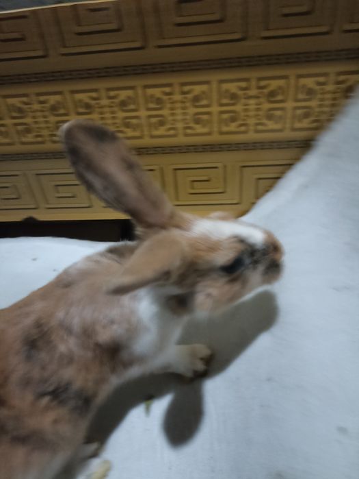 Три коллор болалари сотилади