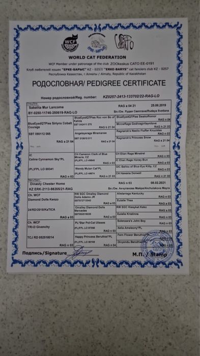 Продам кота породы Рэгдолл