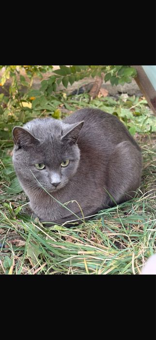 котенок с улицы