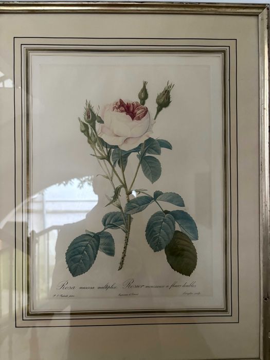 Print oficial La Redoute 3-a editie sec 19 trandafir alb rar